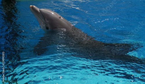 A dolphin swimming in a blue pool with snout up in the air