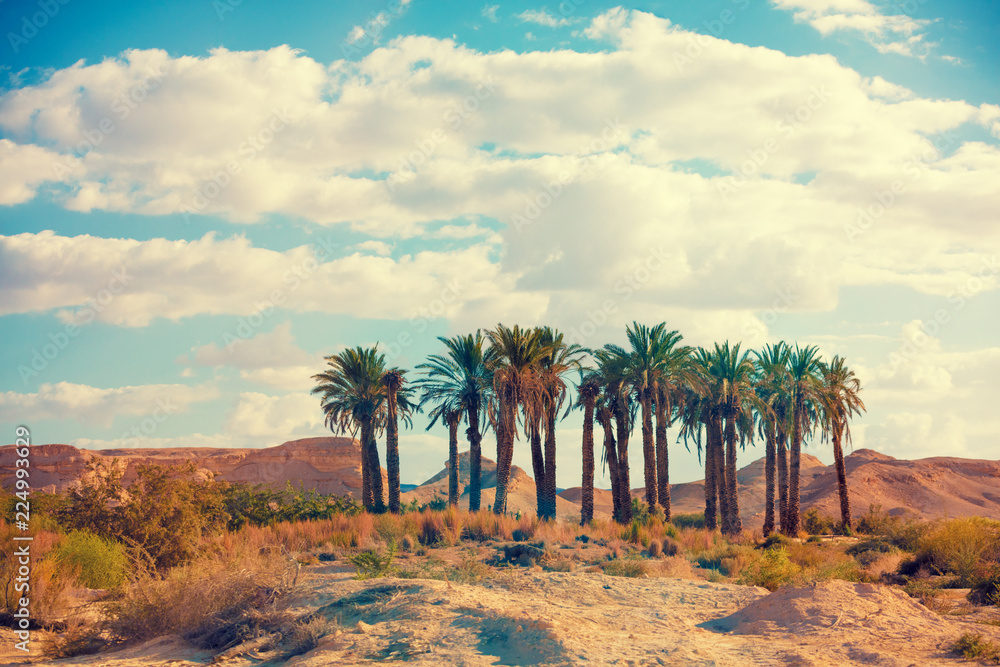 Oasis in a desert. Grove of palm trees in the desert. Wilderness