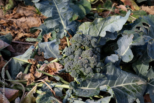chou brocoli dans un champ