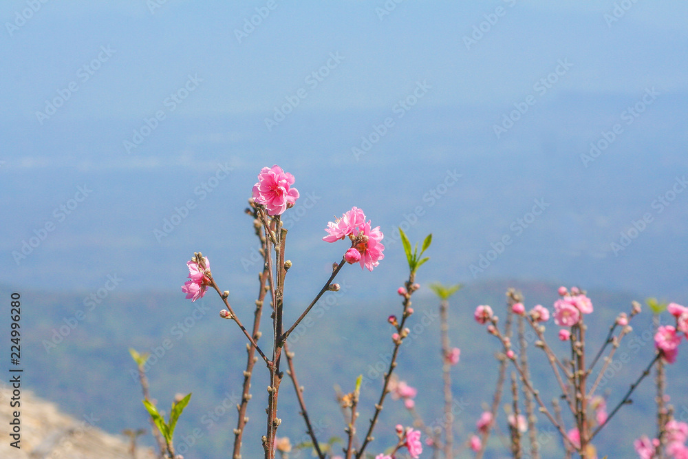 pink sakura flower or cherry blossum blooming on  blue sky and mountains background