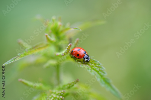 Cute Ladybug is on the stinging nettle( Urtica dioica )