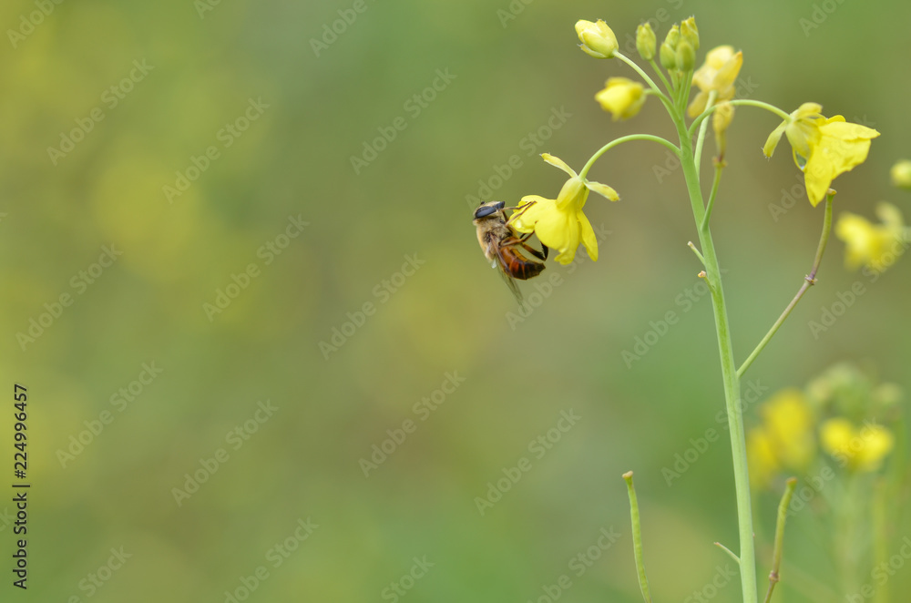 Honey bee is collecting nectar. Honey bee is collecting nectar.