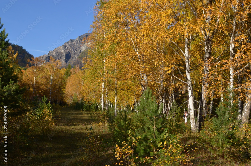 Fototapeta premium autumn forest