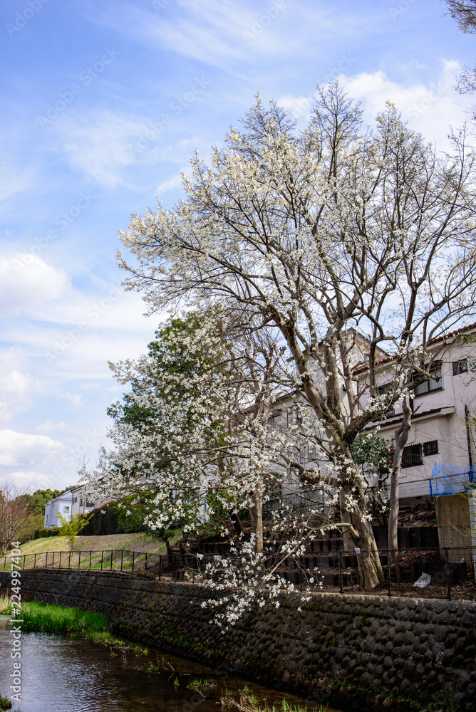 桜 桜