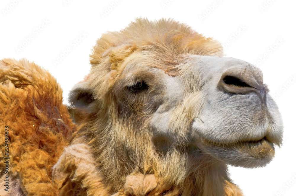 portrait of the beautiful camel on white
