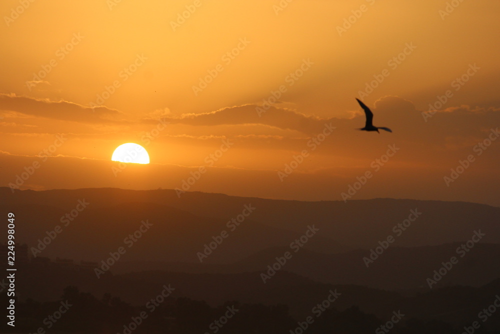 sunset with bird