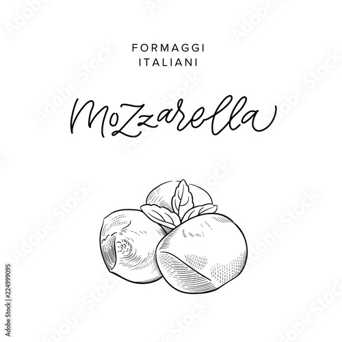 traditional Italian baby mozzarella cheese vintage engraving illustration with its name calligraphy