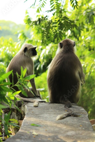 Cuadro en lienzo two monkeys