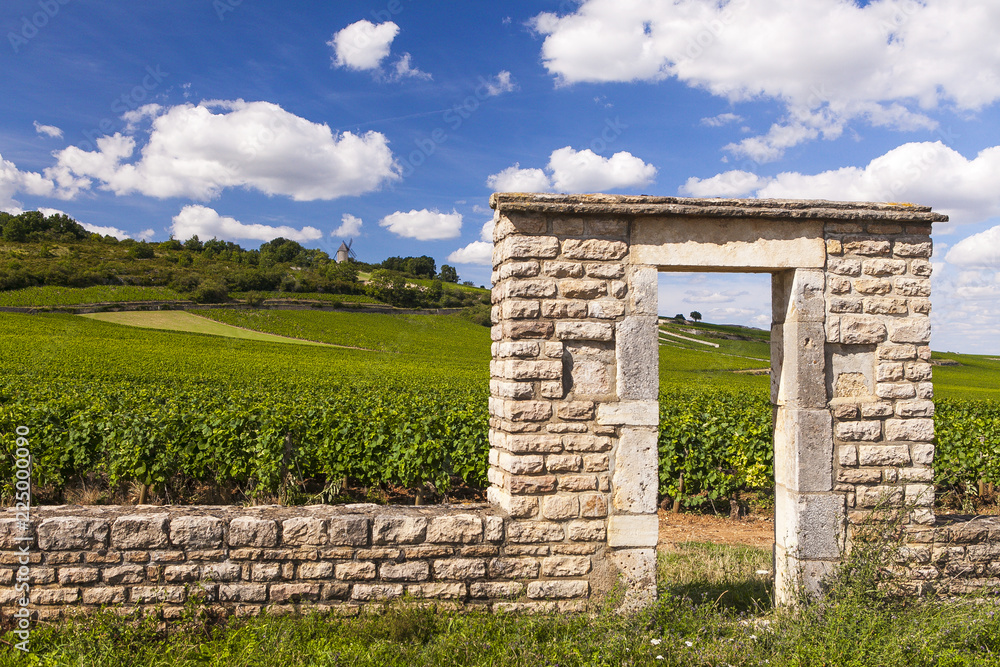 Vineyards in Cote d'Or, Bourgogne