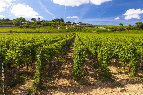 vineyards in cote d'or bourgogne
