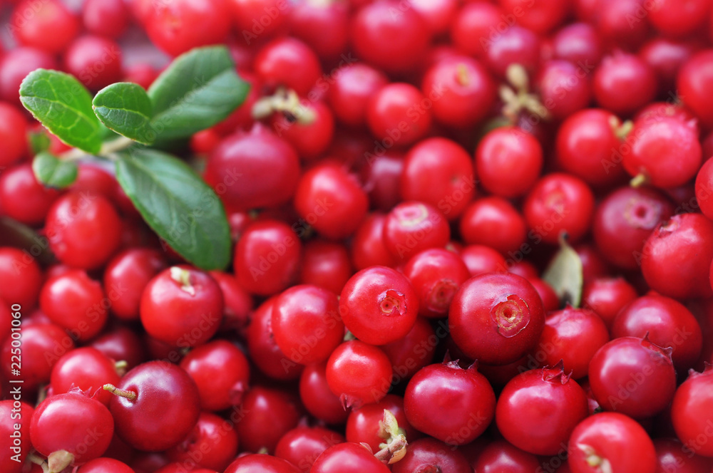 Fresh ripe sweet juicy lingonberries (cowberries) with leaves background, selective focus Fresh ripe sweet juicy lingonberries (cowberries) with leaves background, selective focus