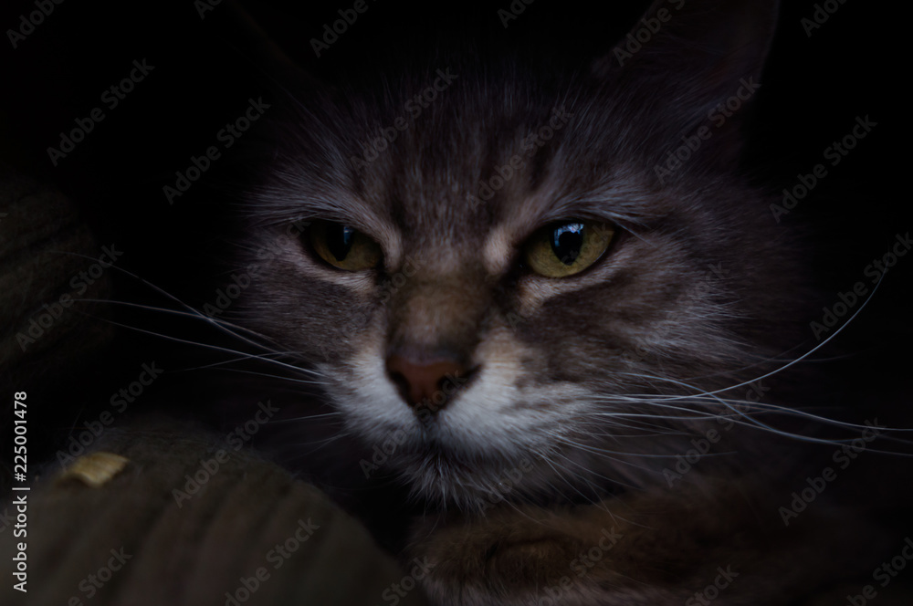 Gray fluffy stray cat Gray fluffy stray cat