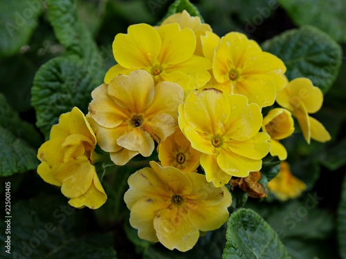 Foto Bunch of yellow evening primroses in the garden