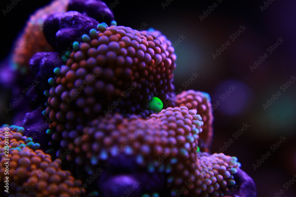 Obraz premium Ricordea mushroom is one of the most beautiful mushroom corals in the aquatic world 