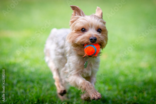 Yorkshire Terrier Carrying an Orange Ball