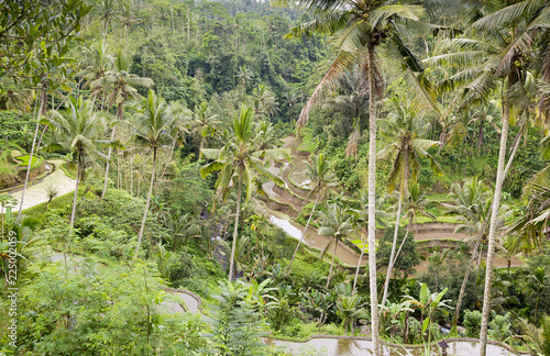 Valley view at Gunung Kawi, Bali showing rice paddy terraces and palm trees.