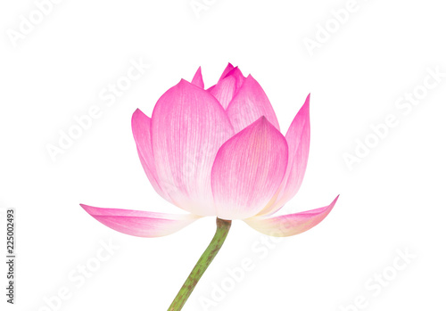 Beautiful pink lotus isolated on white background