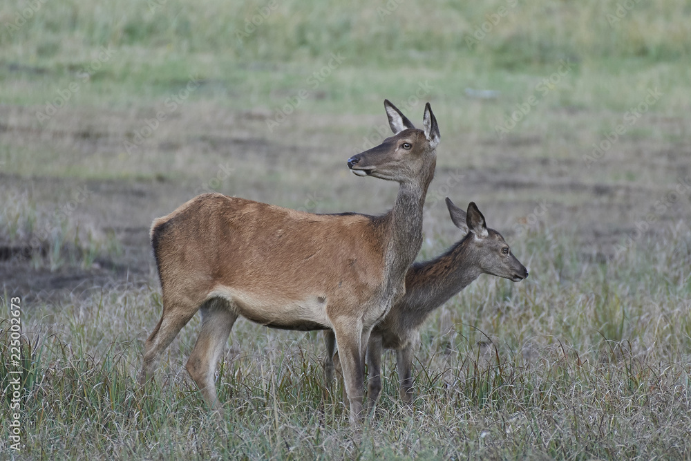 Red deer (Cervus elaphus) Red deer (Cervus elaphus)