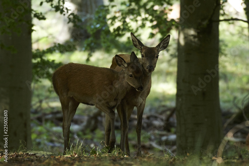 Red deer (Cervus elaphus) © dennisjacobsen