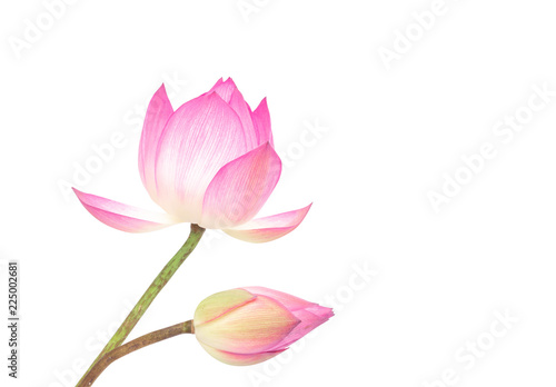 Lotus flower isolated on white background © Yutthasart