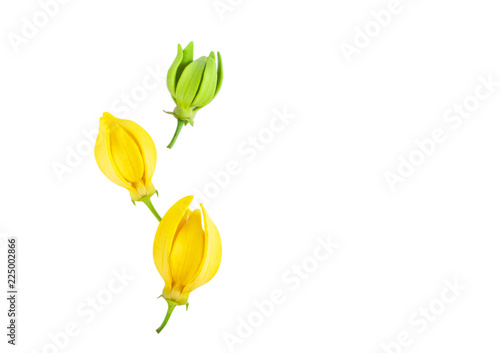 Top view Ylang-Ylang flower,Yellow fragrant flower on white background