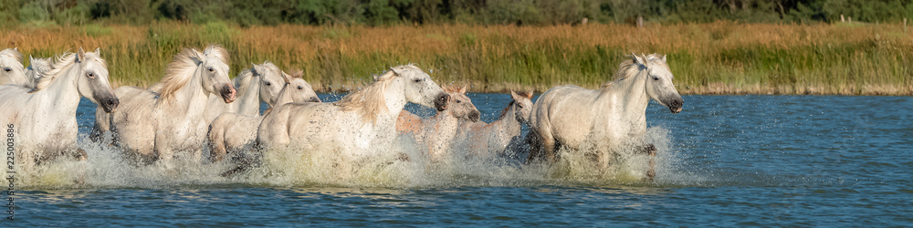 Horses running in the water, beautiful purebred horses in Camargue
