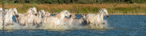 Horses running in the water, beautiful purebred horses in Camargue 