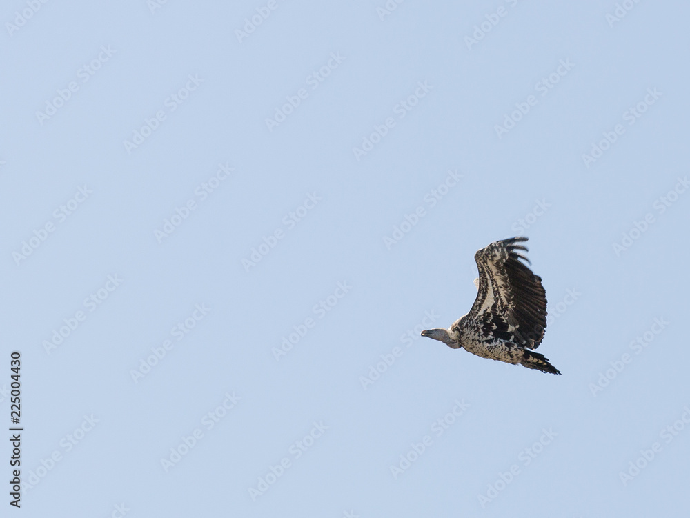 Fototapeta premium Vulture flying in Serengeti