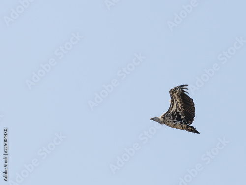 Vulture flying in Serengeti