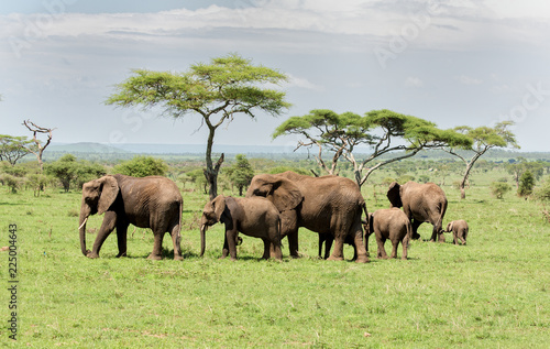 Photography herd of elephants in africa