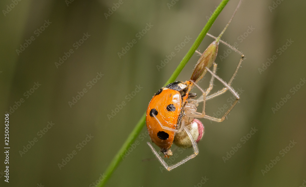 Naklejka premium Comb-footed spider eating a Ladybird
