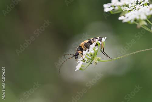 Black and Yellow Longhorn Beetle © Malcolm Saunders