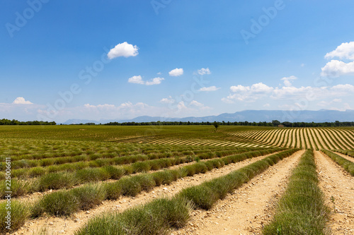 Fototapeta Naklejka Na Ścianę i Meble -  Lavender field. Harvesting. Beautiful sky. Against the backdrop of mountains and clouds. French Provence. Сard.Surroundings of Valansol.