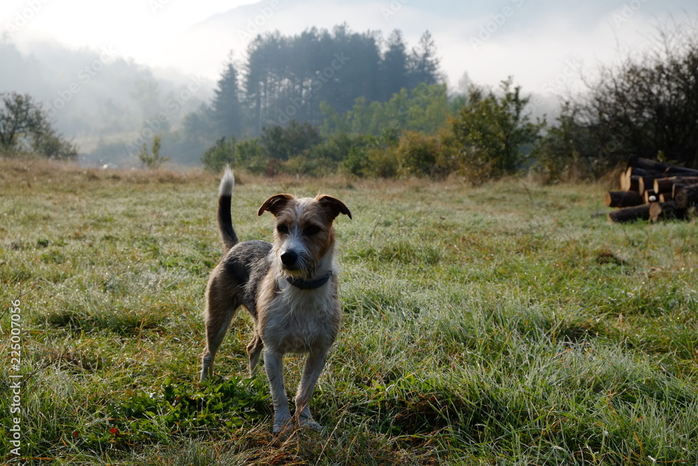 Sunrise in the mountain with fog in the forest and cute brown terrier posing 