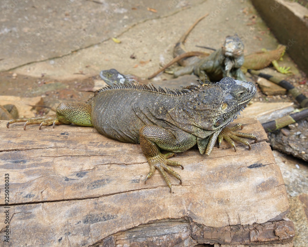 Side view of an iguana perched on to of a log and a blurred iguana in the background Side view of an iguana perched on to of a log and a blurred iguana in the background