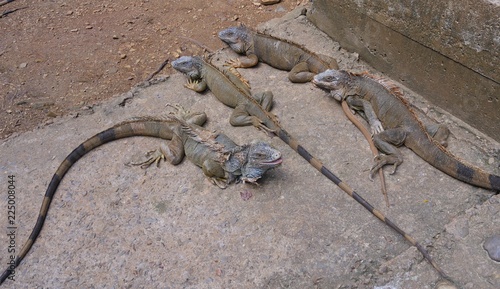 Top shot of four iguanas lying flat in the concrete ground