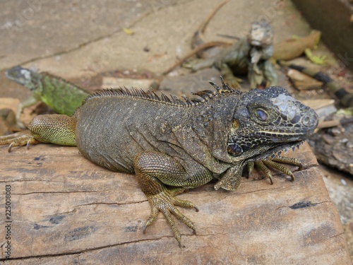 Close up of an iguana perched on a log at an iguana preservation farm