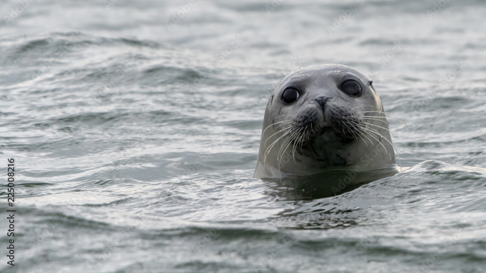 Obraz premium Neee, neugierig bin ich ganz und gar nicht!