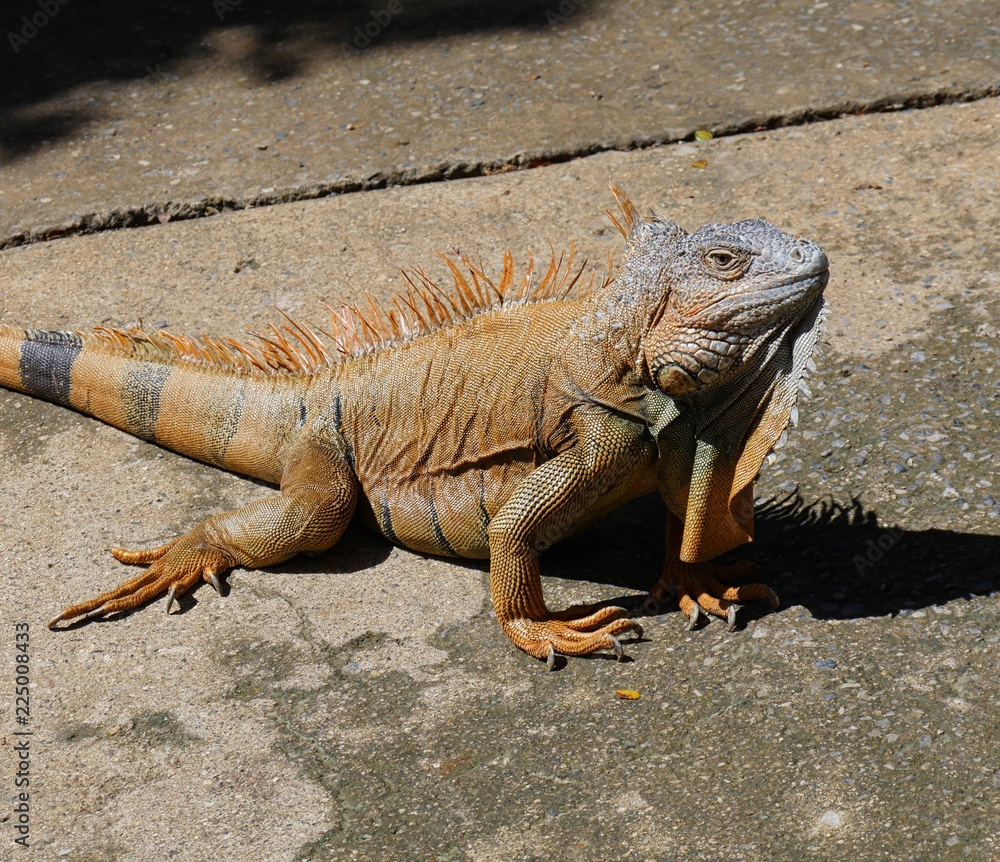 Medium close up of an orange iguana crouched on the concrete ground Medium close up of an orange iguana crouched on the concrete ground