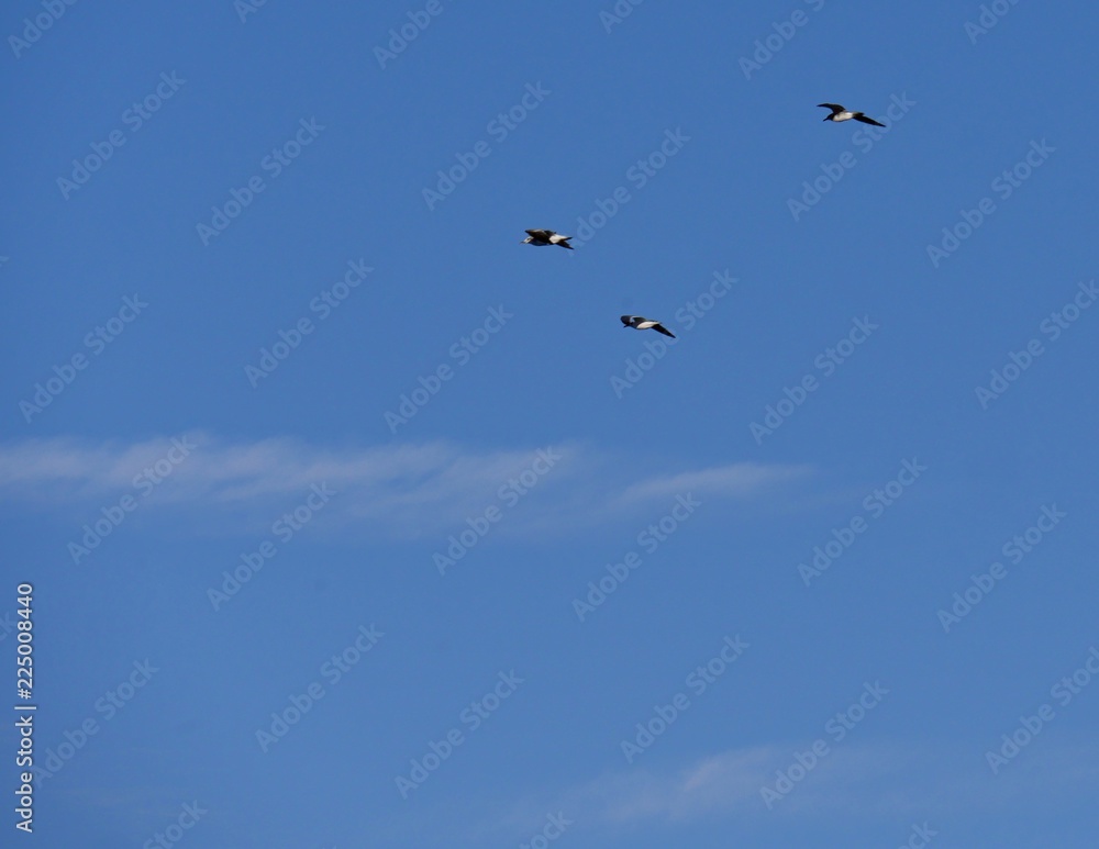 Three birds flying in the air against blue skies backdrop Three birds flying in the air against blue skies backdrop