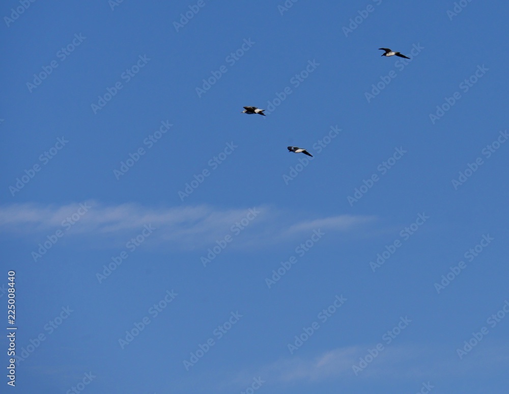 Three birds flying in the air against blue skies backdrop