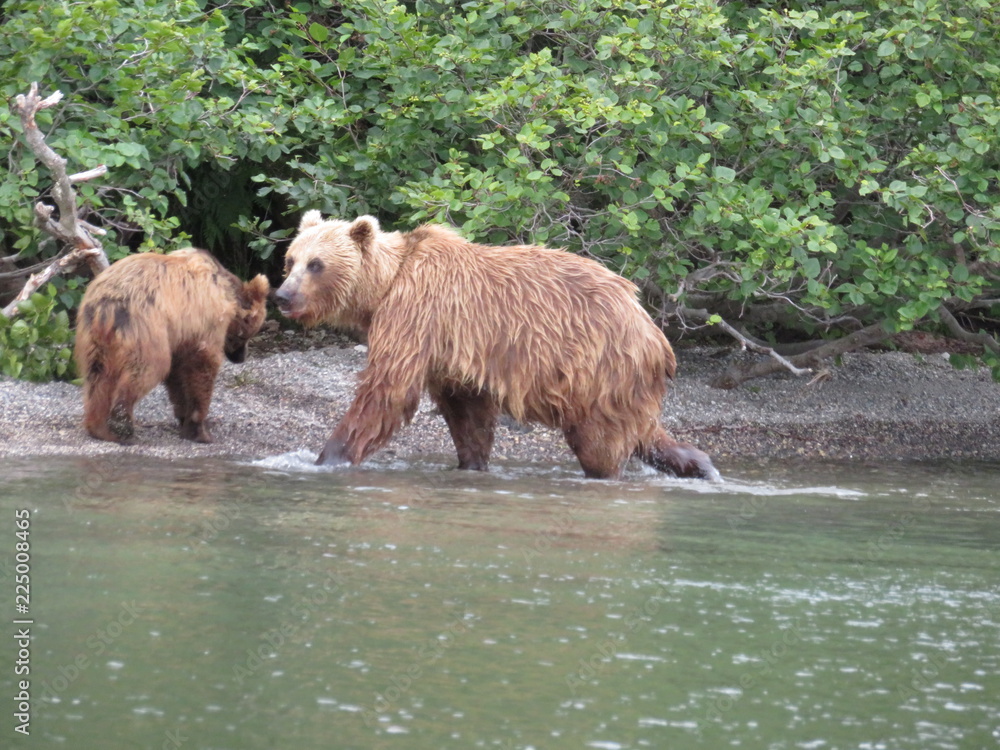  Kamchatka Bears