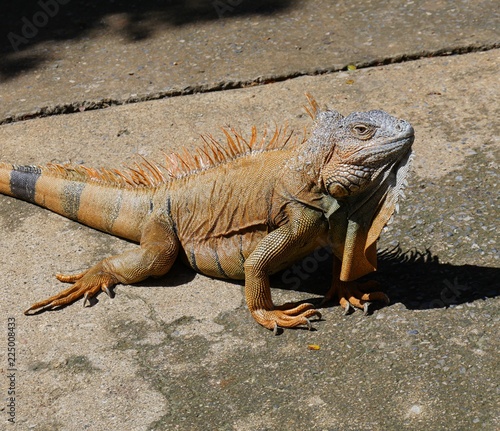  Medium close up of an orange iguana crouched on the concrete ground 