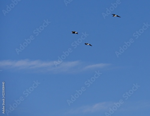 Three birds flying in the air against blue skies backdrop