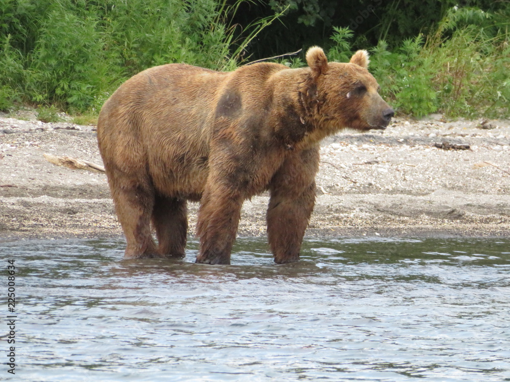 Kamchatka bears. Fish catcher Kamchatka bears. Fish catcher