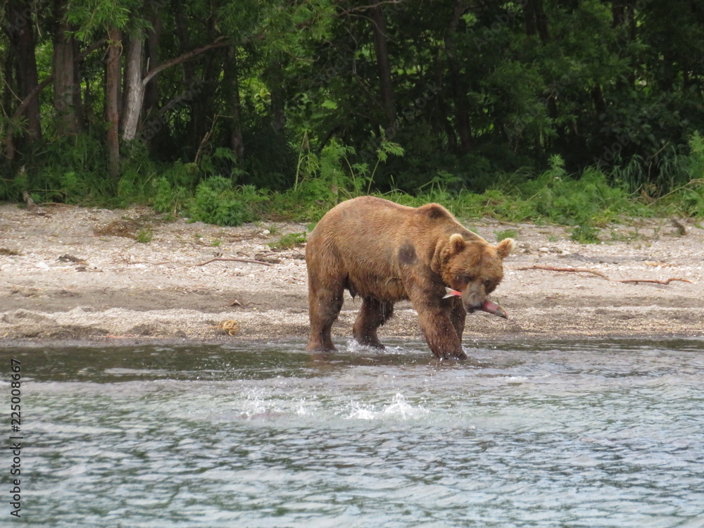 Kamchatka bears. Fish catcher Kamchatka bears. Fish catcher