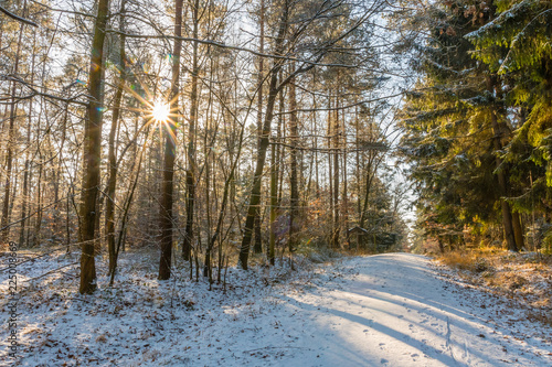 A sun star shines through the snow-covered forest with hiking trail