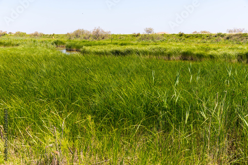 Grassland with flowing water in Evros Delta, Greece