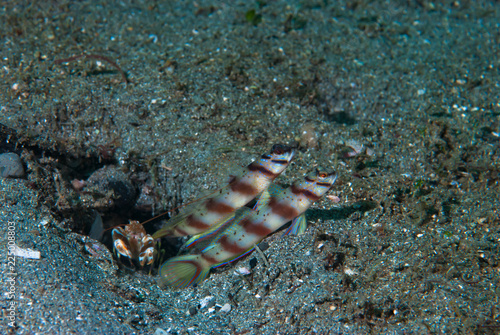 Eye-Brow Shrimp-Goby Amblyeleotris sp2