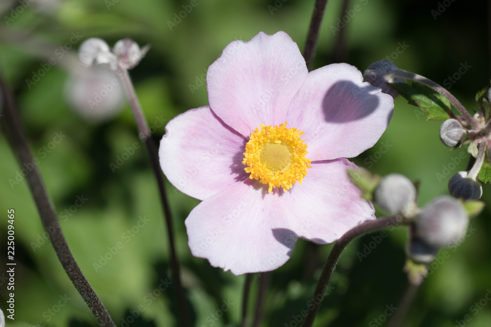 Blume Blume